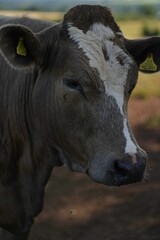 Vertical portrait of the brown Dairy cattle with tagged ears