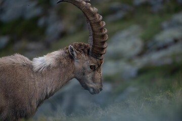 Closeup of an Alpine ibex resting in the Swiss mountains