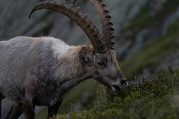 Closeup of an Alpine ibex grazing grass in the Swiss mountains