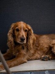 Vertical shot of a cute brown English Cocker Spaniel sitting on the floor against a gray wall