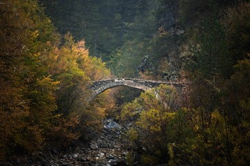 Old bridge in the forest surrounded by trees.