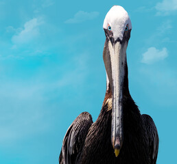 close up of a pelican face on a blue background in Florida