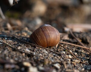 Closeup of a brown shell of a snail