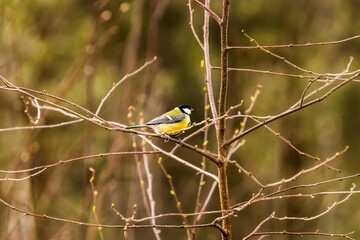 Beautiful shot of a cute Great tit sitting on a tree branch on blurry background