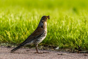 Closeup portrait of a cute Sorbaria on the grass on blurry background