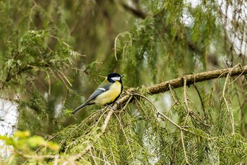 Beautiful shot of a cute Great tit sitting on a tree branch on blurry background