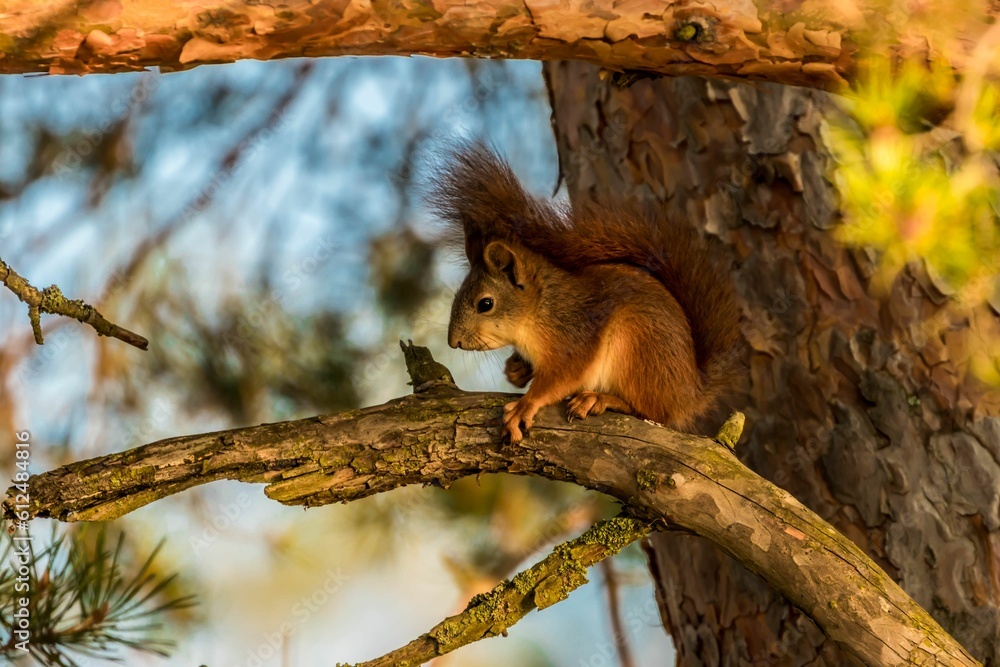 Poster a small squirrel standing on a branch of a tree