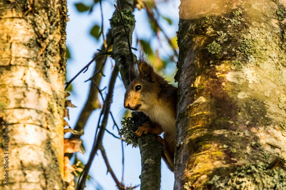 Poster a small squirrel standing on a branch of a tree