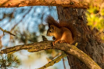 A small squirrel standing on a branch of a tree