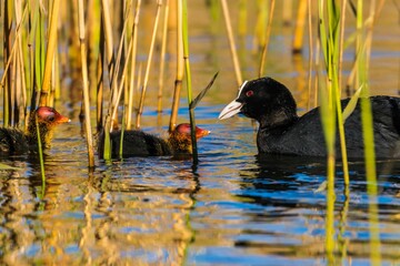 View of beautiful Eurasian coot with babies in a reflective lake