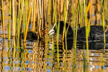 Two Eurasian coot birds in a lake with long grass in it