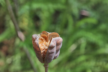Samenkapsel einer Schachbrettblume