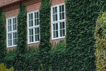 Fototapeta na wymiar Close-up shot of grown shrubs on a brick building wall