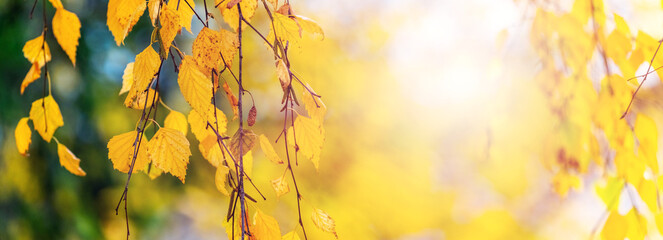 Autumn background with yellow birch leaves on a tree in sunny weather