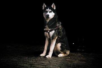 Dramatic view of a Siberian husky sitting on the wet ground outdoors