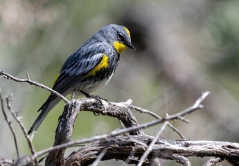 Selective of an Audubon's warbler (Setophaga auduboni) on a branch