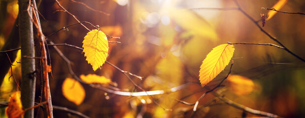 Yellow leaves on a tree branch in the forest on a sunny day