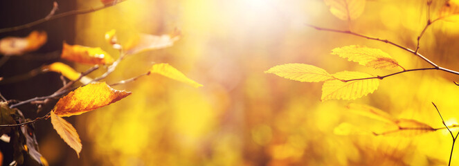 Autumn background with yellow leaves on tree branches on blurred background in sunny weather