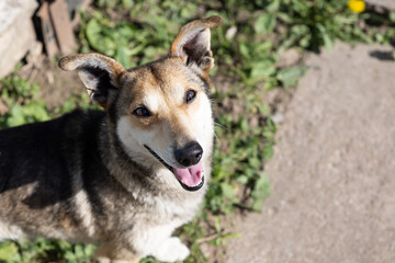 Portrait of domestic dog outdoors playing and in the park in summertime