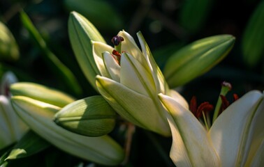 Closeup of Lily flowers blooming in sunlight in Wuhan botanical park