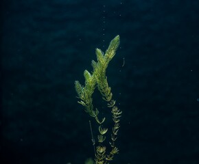 Fototapeta na wymiar Beautiful closeup of aquatic plants