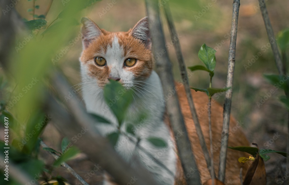 Canvas Prints closeup of a tabby cat sitting in green shrubs, looking into camera