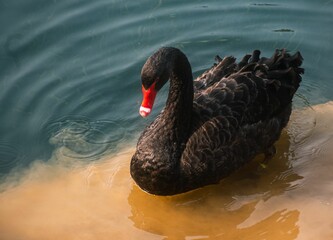 Selective of black swan (Cygnus atratus) in a lake © Zhou Chenxiao/Wirestock Creators