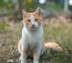 Naklejka na ściany i meble Closeup of a tabby cat sitting in green grass, looking into camera
