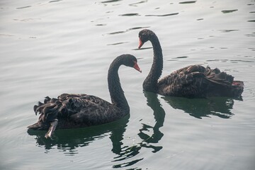 Selective of black swan (Cygnus atratus) in a lake