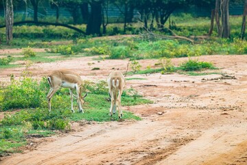 Landscape of the safari with two antelopes feeding on grass