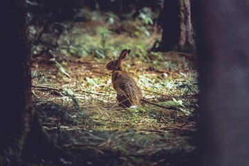 Closeup shot of a Korean hare in the forest on a sunny day