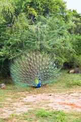 Obraz premium Indian Peafowl on a field of grass in front of a tree during the daytime