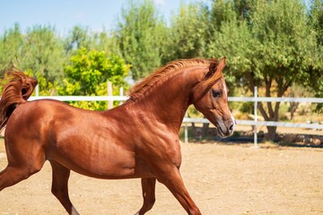 A brown Arabian horse in a stable outdoors, on a farm, with trees in the background on a sunny day