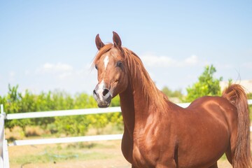 A brown Arabian horse in a stable outdoors, on a farm, with trees in the background on a sunny day