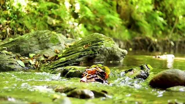 Forest river with rocks covered with moss on blurred background