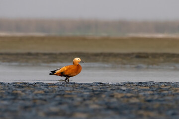 Ruddy shelduck or Tadorna ferruginea observed in Gajoldaba in Weset Bengal,India