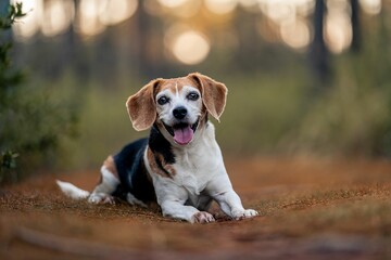 Happy Beagle dog in the nature