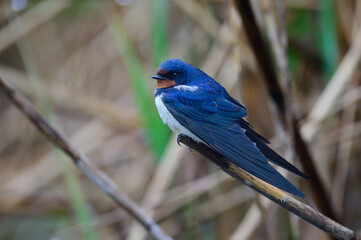 Barn swallow, Hirundo rustica. The bird sits on a reed