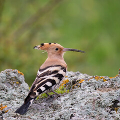 Beautiful hoopoe, Eurasian hoopoe Upupa epops sitting on a stone