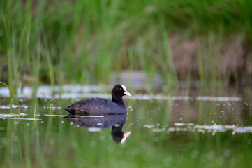 Eurasian Coot Fulica atra. A bird swims on the lake