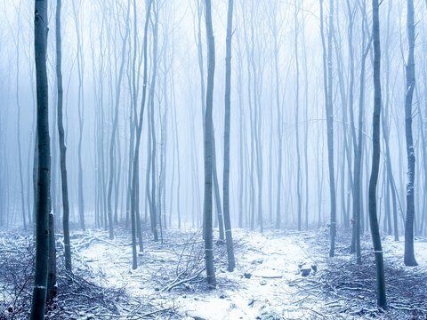Snowy Woods in Wassergspreng, Austria