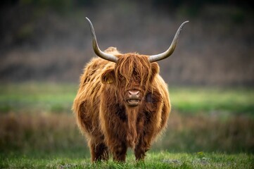 Scottish highland cattle portrait with big horns captured standing in a pasture