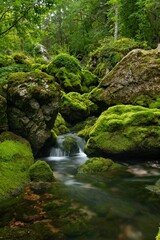 Landscape a flowing stream with mossy rocks and plants in Slovenia