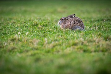 Scenic view of a hare rabbit found jumping around in an open field