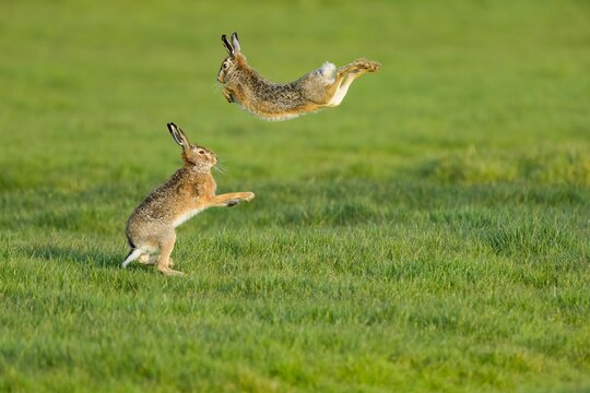 Scenic view of two hare rabbits found jumping around in an open field