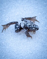 Closeup of a frozen and dead frog laying on the snow-covered ground in winter
