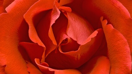 Closeup shot of petals a red rose