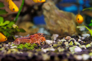 Orange crayfish in freshwater aquarium - Cambarellus patzcuarensis