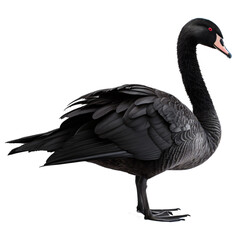 Black swan isolated on the transparent background PNG. Top view. AI generative.