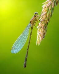 Vertical macro of a dragonfly attached to a vegetative whisk